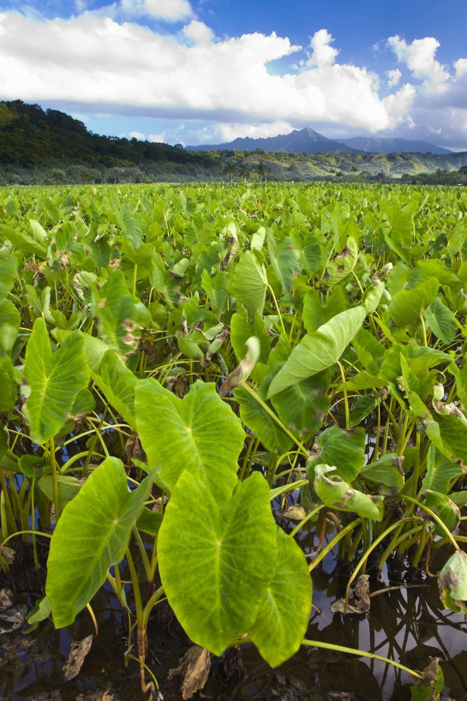 Detail of Taro plant Fields by Anonymous