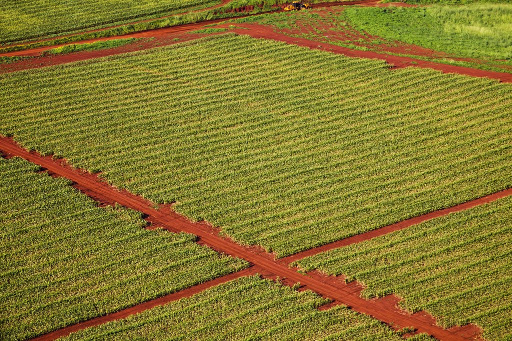 Detail of Coffee field on the island of Kauai by Anonymous