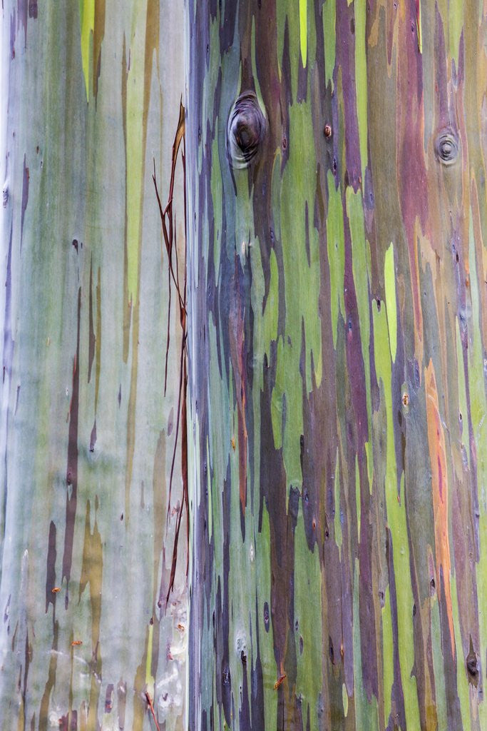 Detail of Close-up of Rainbow Eucalyptus by Anonymous