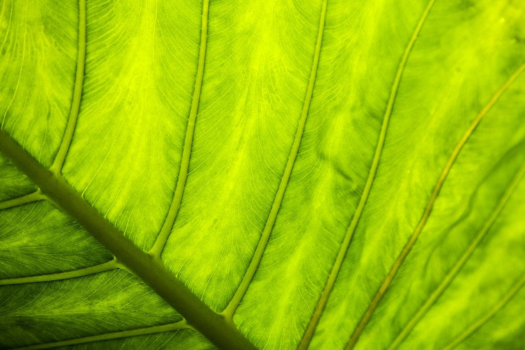 Detail of Large leaf of Banana plant by Anonymous