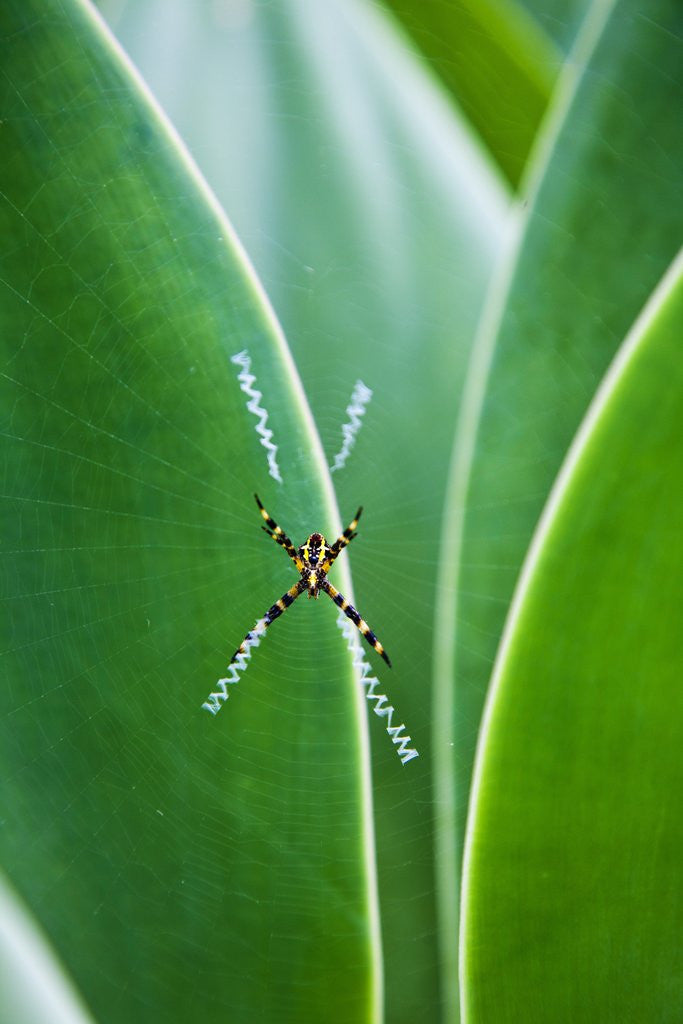 Detail of Agave growing with spider web attached by Anonymous