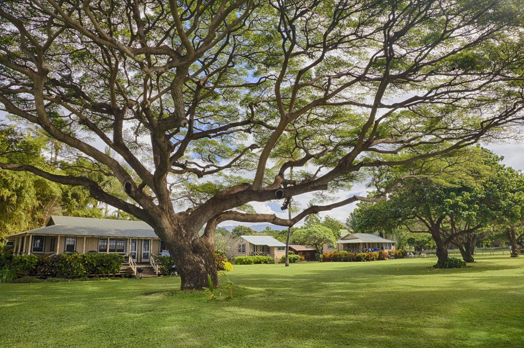 Detail of Large old tree and field in Waimea by Anonymous