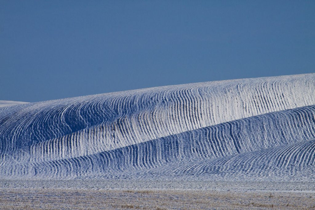Detail of Patterns in snow covered wheat fields by Anonymous