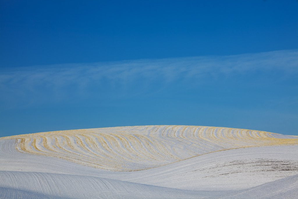 Detail of Patterns in snow covered wheat fields by Anonymous
