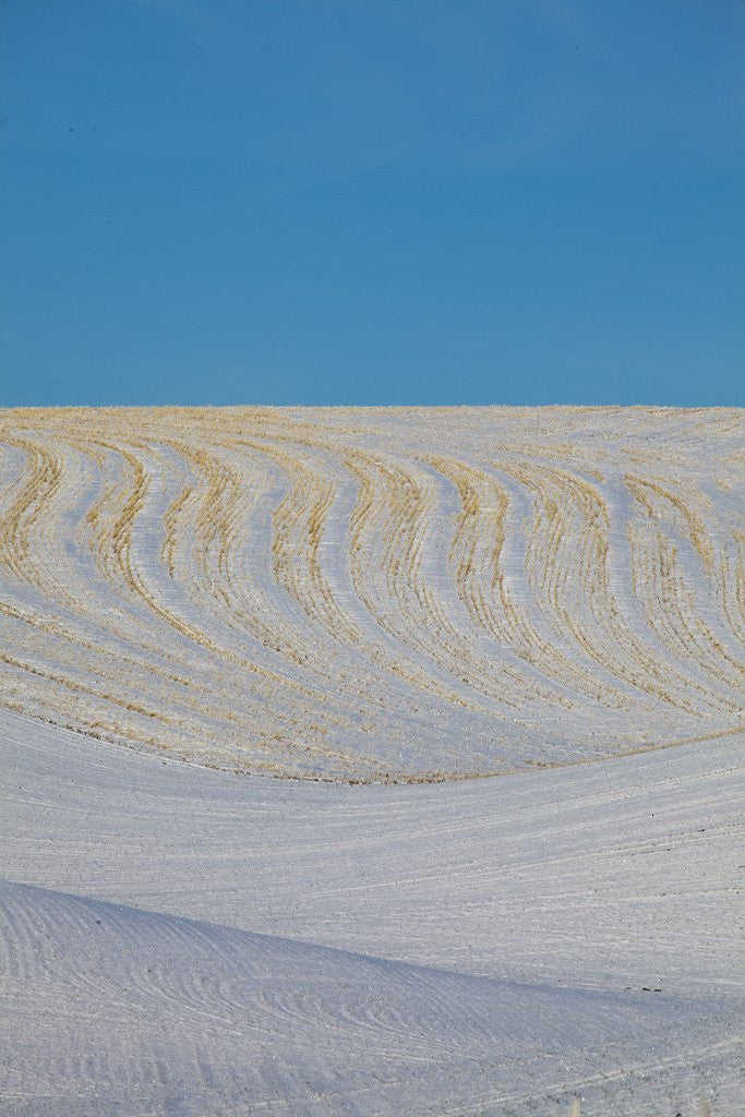 Detail of Patterns in snow covered wheat fields by Anonymous