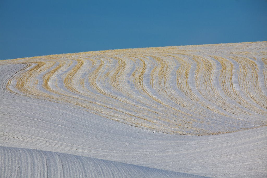 Detail of Patterns in snow covered wheat fields by Anonymous