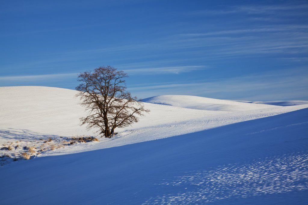 Detail of Lone tree in snow covered winter field by Corbis