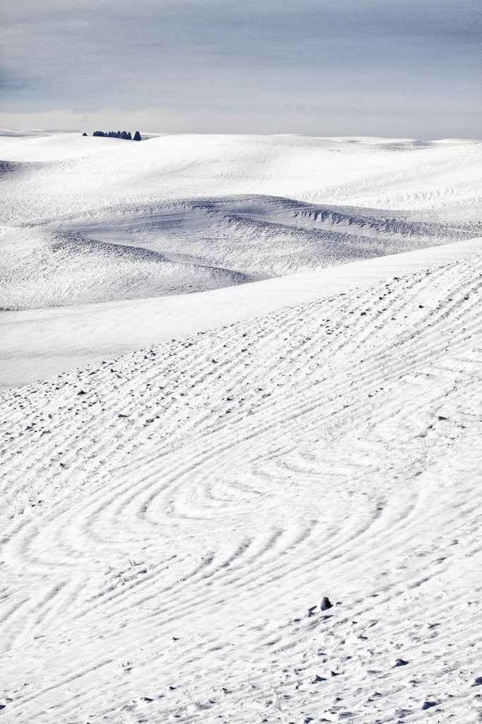 Detail of Patterns in snow covered wheat fields by Anonymous