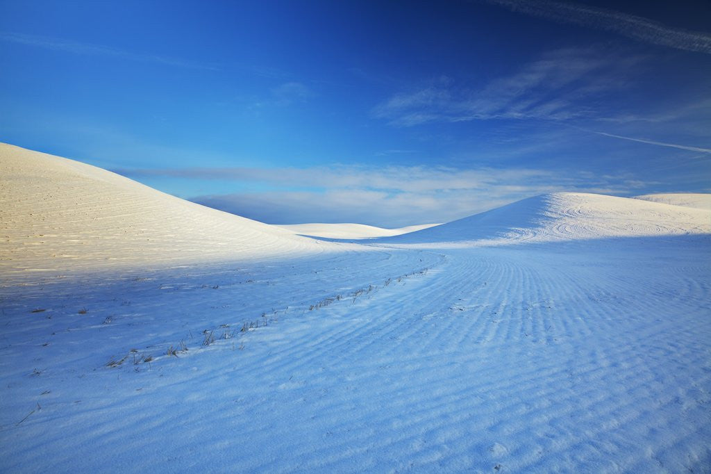 Detail of Patterns in snow covered wheat fields by Anonymous