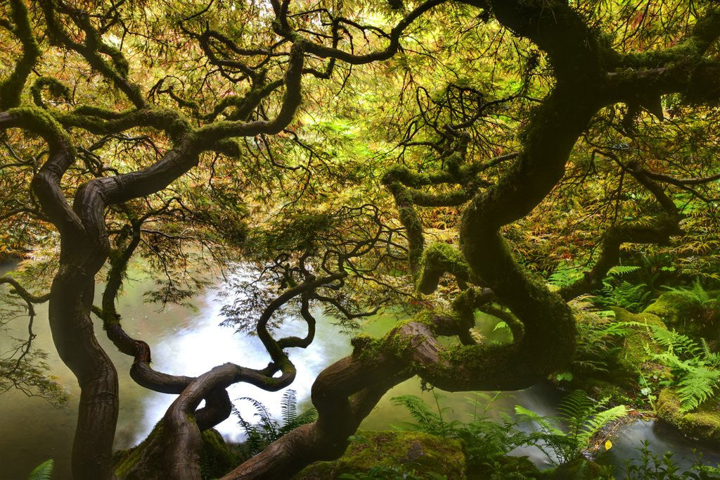 Detail of Kabota Gardens in Seattle by Anonymous