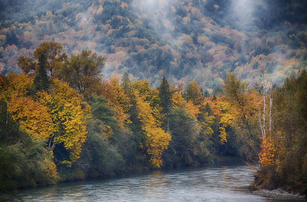 Detail of Big leaf maples lining the Skagit River by Anonymous