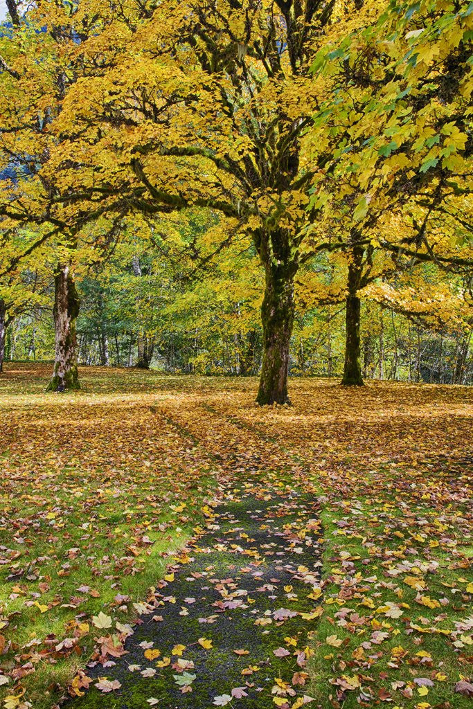 Detail of Big leaf maples and red vine maple in full autumn glory by Anonymous