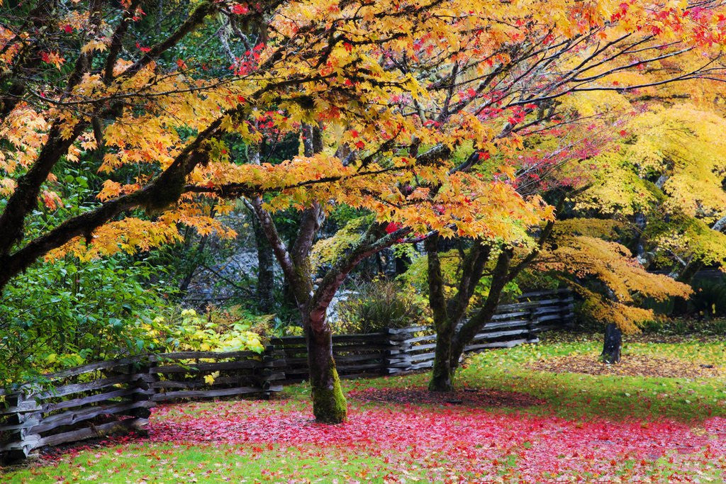Detail of Red vine maple in full Autumn glory by Anonymous