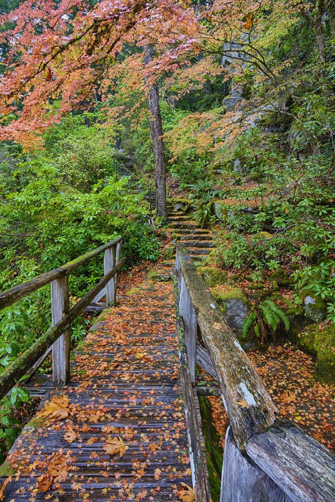 Detail of Path through red vine maple in full Autumn glory by Anonymous