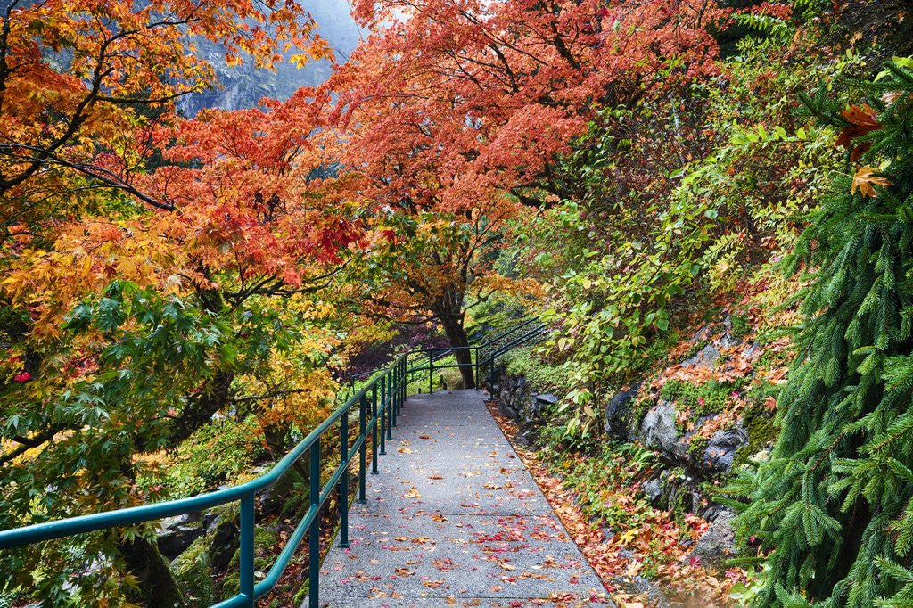 Detail of Path through red vine maple in full Autumn glory by Anonymous