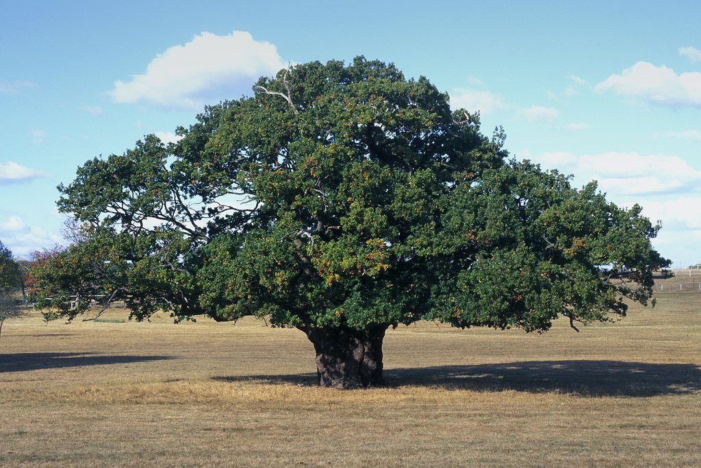 Detail of Oak tree in Summer by Anonymous