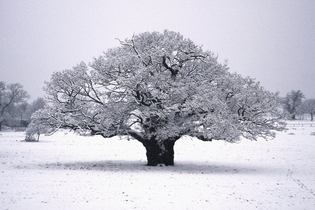 Detail of Oak tree in Winter by Anonymous