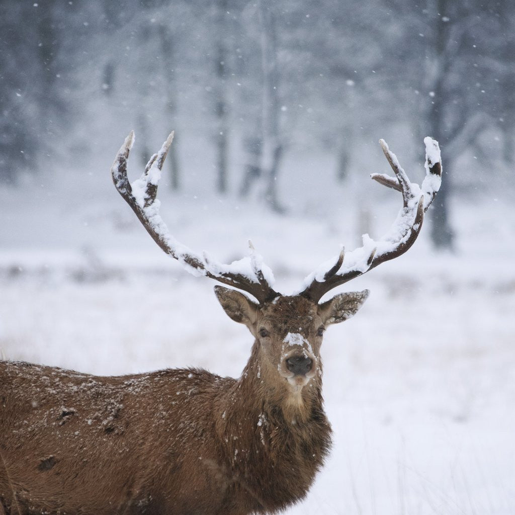 Detail of Snowy antlers by Anonymous