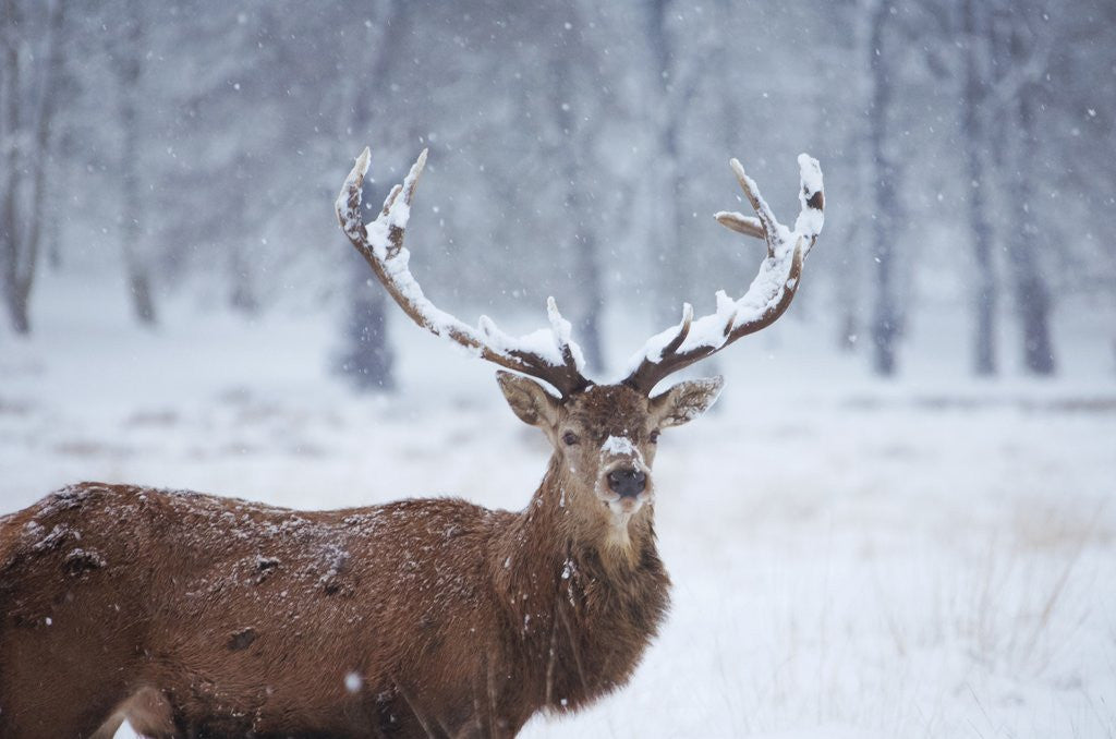 Detail of Snowy antlers by Anonymous