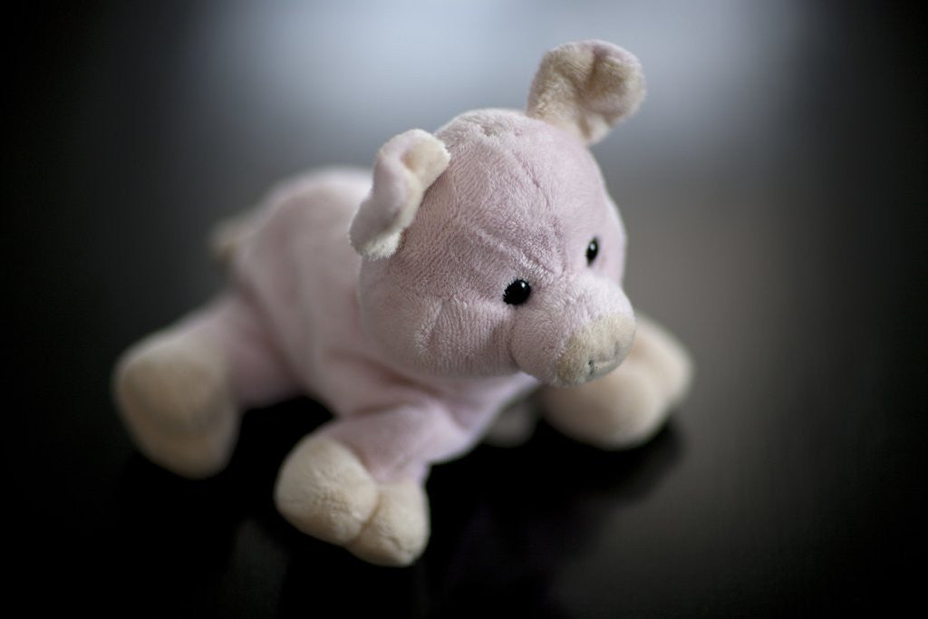 Detail of Studio shot of stuffed pig toy by Corbis