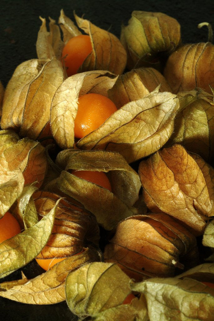 Detail of Cape Gooseberry by Anonymous