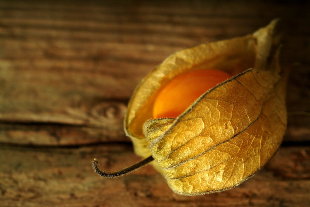 Detail of Cape Gooseberry by Anonymous