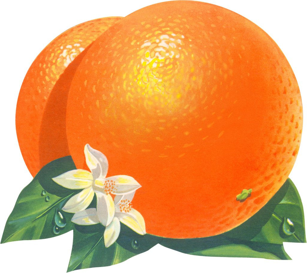 Detail of Orange blossoms and fruit by Anonymous