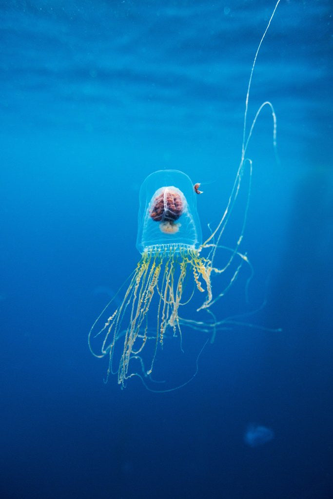 Detail of Underwater jellyfish in Diego Ramirez Islands, Chile by Anonymous