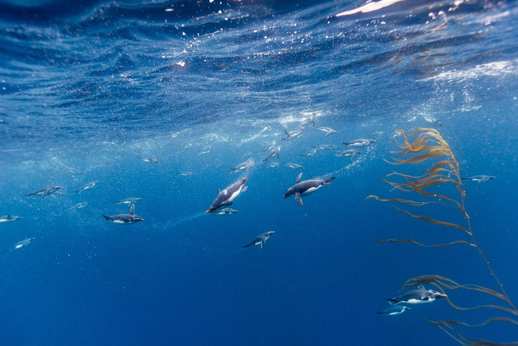 Detail of Macaroni Penguins in Diego Ramirez Islands, Chile by Anonymous