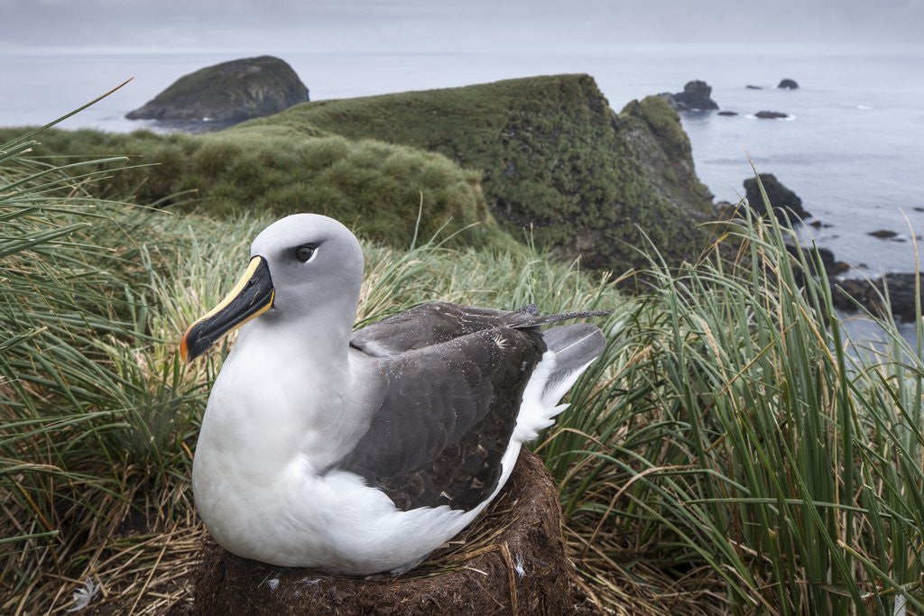 Detail of Gray-headed albatross on Diego Ramirez Islands, Chile by Anonymous