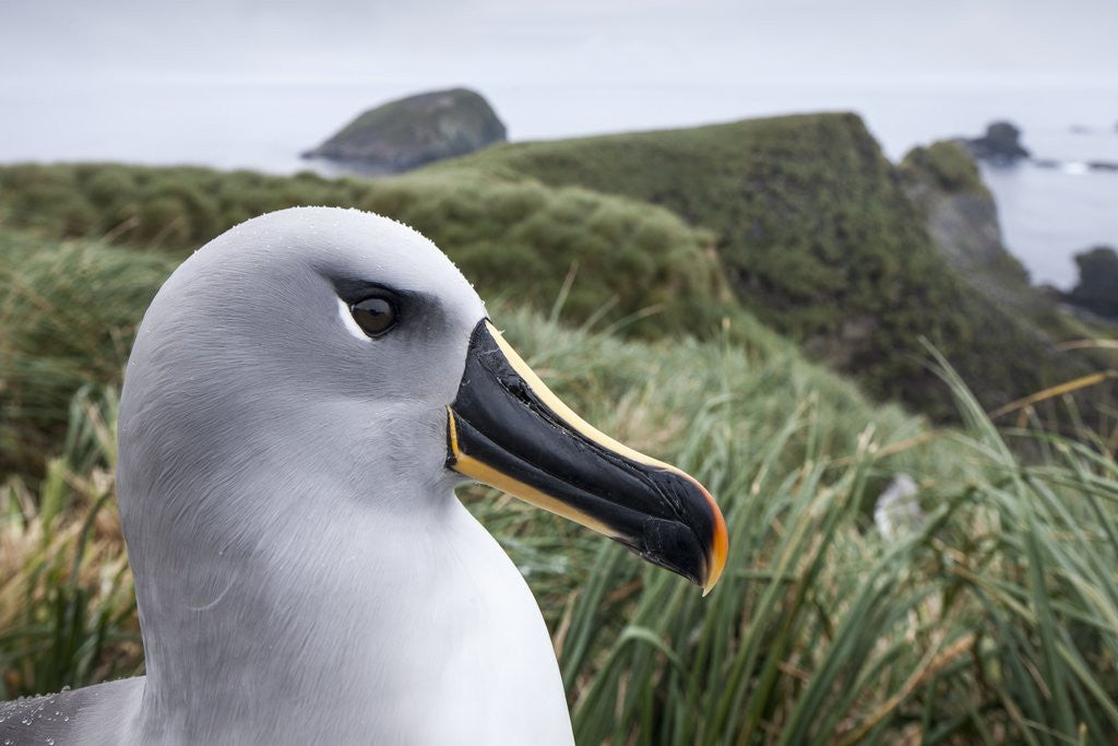 Detail of Gray-headed albatross on Diego Ramirez Islands, Chile by Anonymous