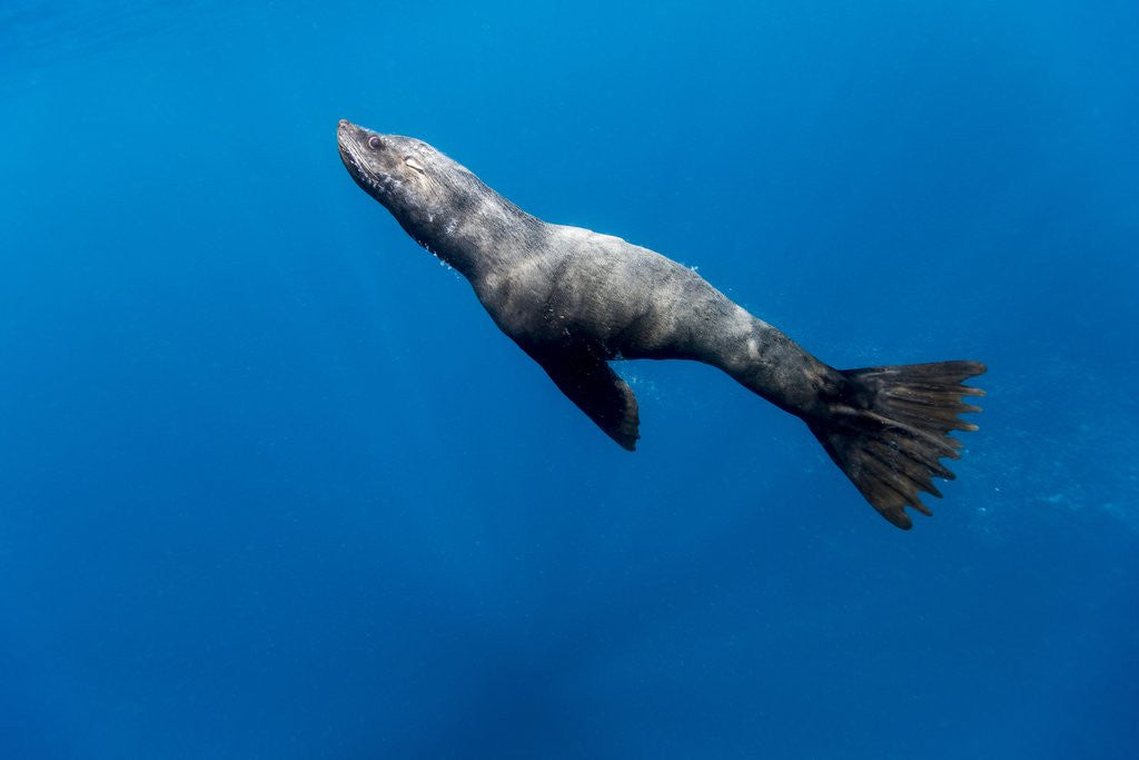 Detail of Southern Sea Lion in Diego Ramirez Islands, Chile by Anonymous