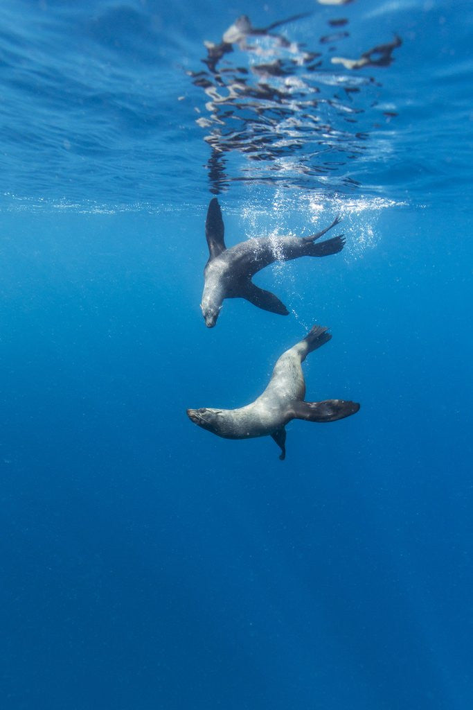Detail of Southern Sea Lions, Diego Ramirez Islands, Chile by Anonymous
