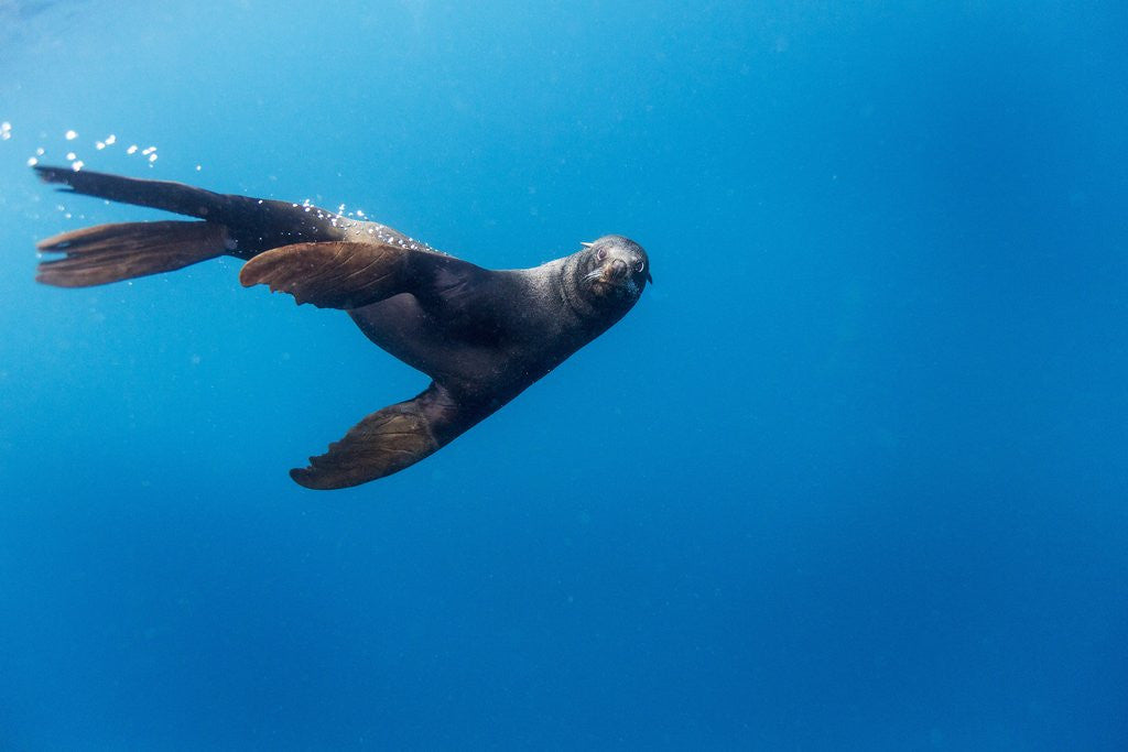Detail of Southern Sea Lion in Diego Ramirez Islands, Chile by Anonymous