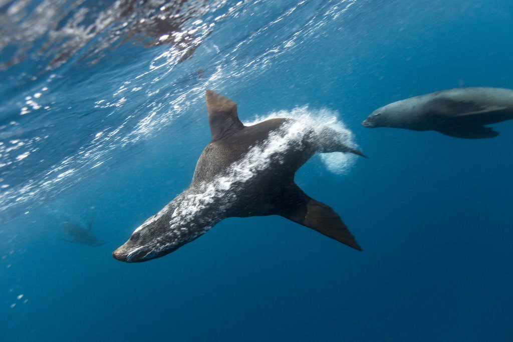 Detail of Southern Sea Lion in Diego Ramirez Islands, Chile by Anonymous