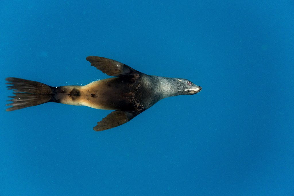 Detail of Southern Sea Lion in Diego Ramirez Islands, Chile by Anonymous