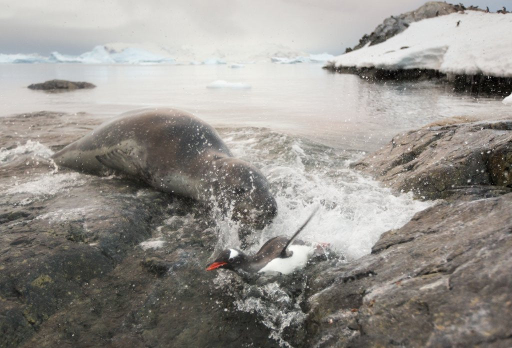 Detail of Leopard seal hunting gentoo penguin, Antarctica by Anonymous