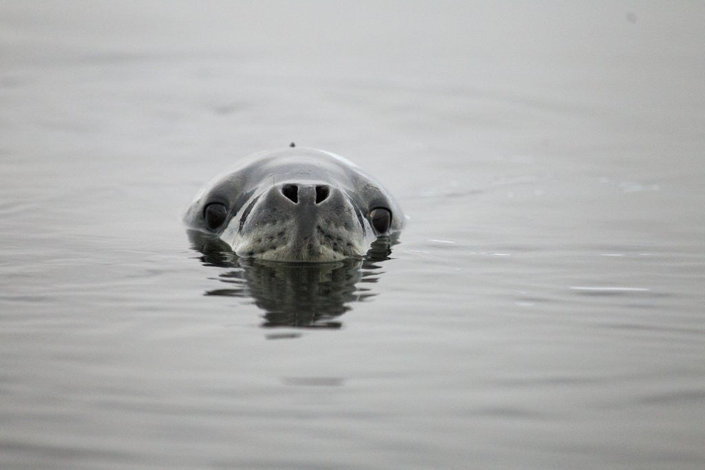 Detail of Leopard seal in Antarctica by Anonymous
