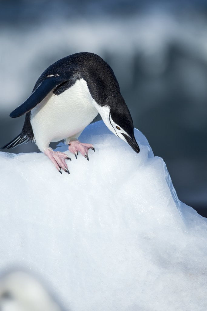 Detail of Chinstrap Penguins on Deception Island, Antarctica by Corbis