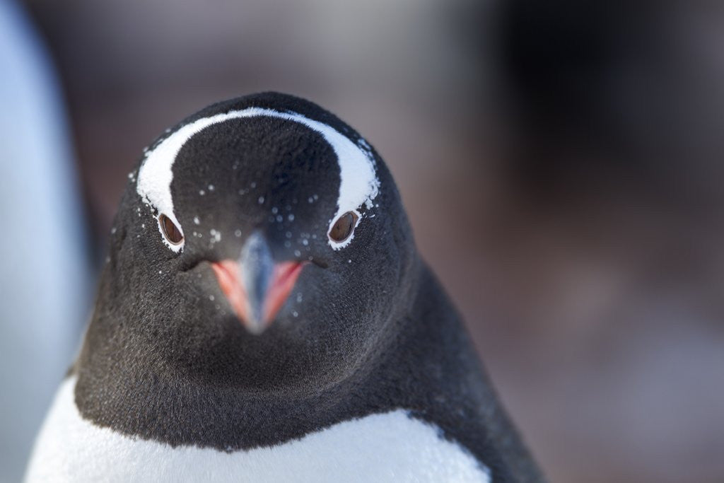 Detail of Gentoo penguin in Antarctica by Corbis