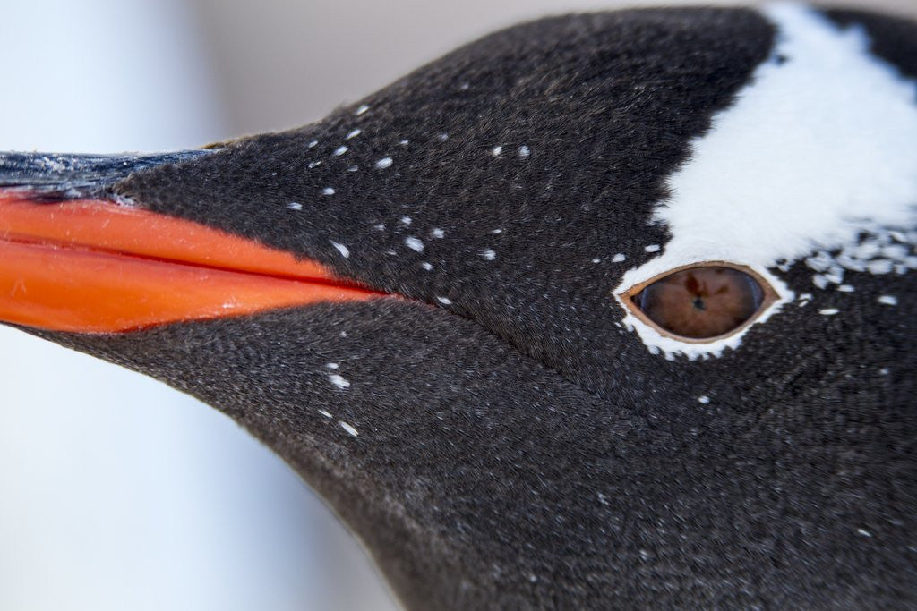 Detail of Gentoo penguin in Antarctica by Anonymous