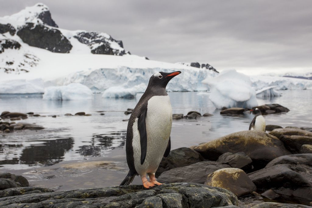 Detail of Gentoo penguin in Antarctica by Anonymous