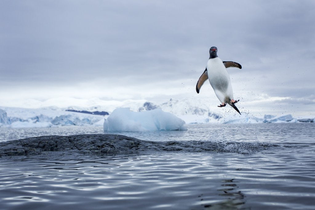 Detail of Gentoo penguin on Cuverville Island, Antarctica by Anonymous