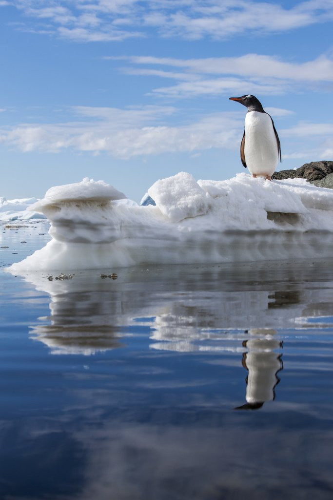 Detail of Gentoo penguin on Cuverville Island, Antarctica by Anonymous