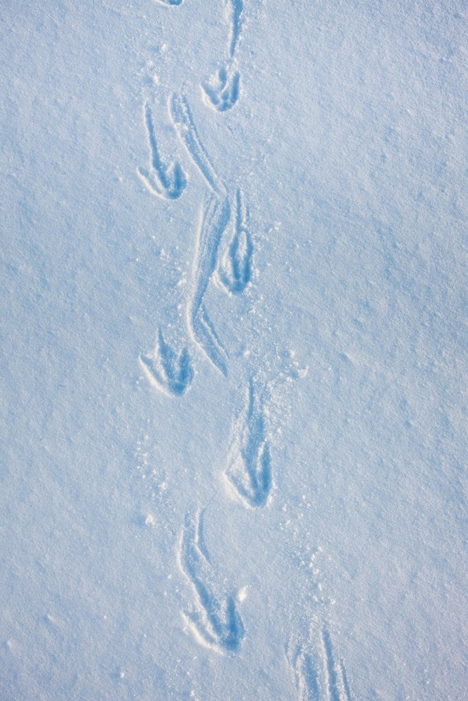 Detail of Gentoo penguin footprints on Anvers Island, Antarctica by Anonymous