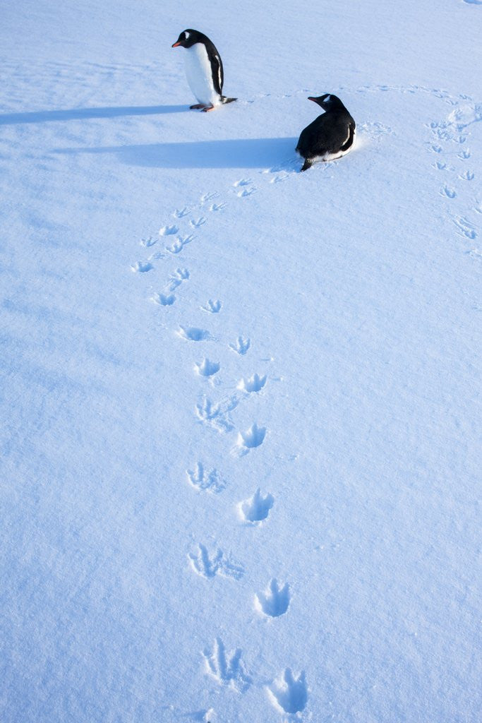 Detail of Gentoo penguins on Anvers Island, Antarctica by Anonymous