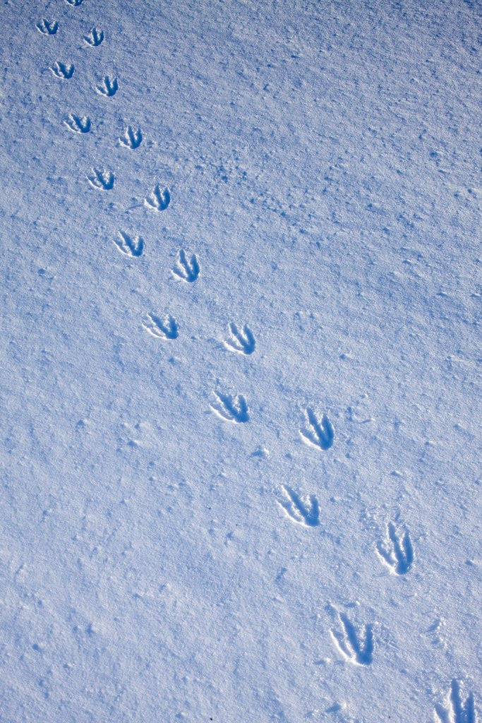 Detail of Gentoo penguin footprints on Anvers Island, Antarctica by Corbis