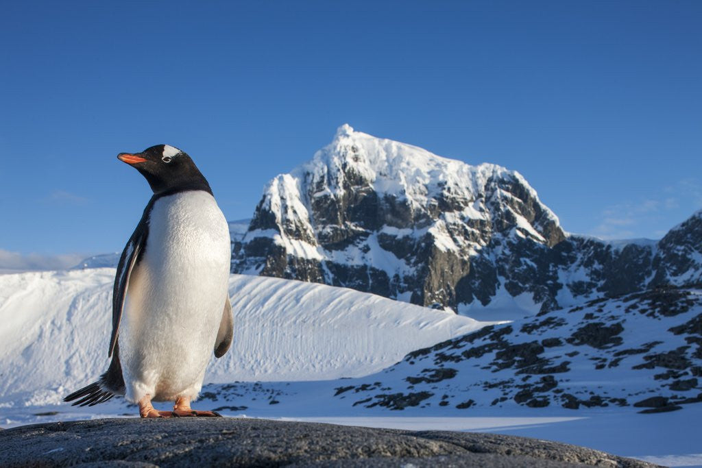 Detail of Gentoo penguin on Anvers Island, Antarctica by Anonymous