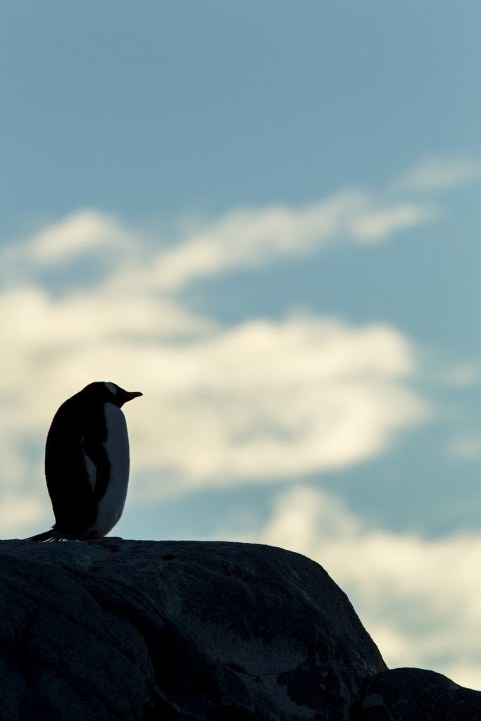 Detail of Gentoo penguin on Wiencke Island, Antarctica by Anonymous