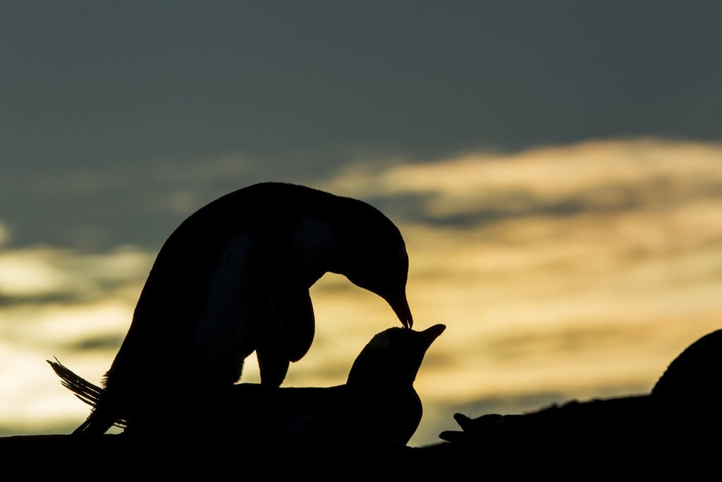 Detail of Gentoo penguins mating on Wiencke Island, Antarctica by Anonymous